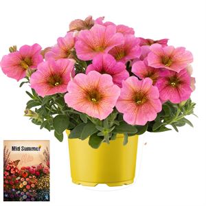 Afbeelding van Ms P12 Petchoa Sunray pink